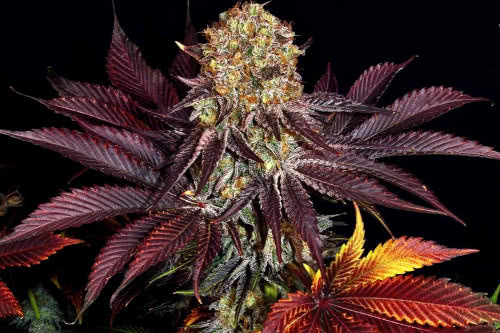 runtz layer cake strain by barneys farm