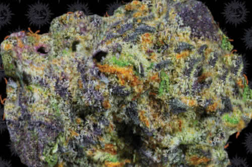 runtz muffin by barneys farm