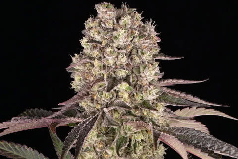 runtz muffin indica strain plant by barneys farm