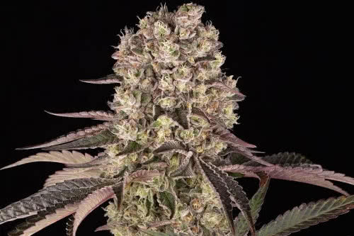runtz muffin strain by barneys farm