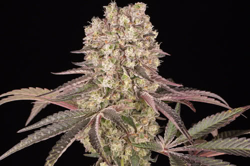 runtz muffin weed strain