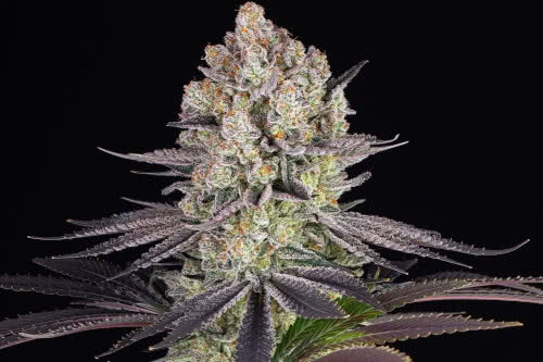 runtz usa strain by barneys farm