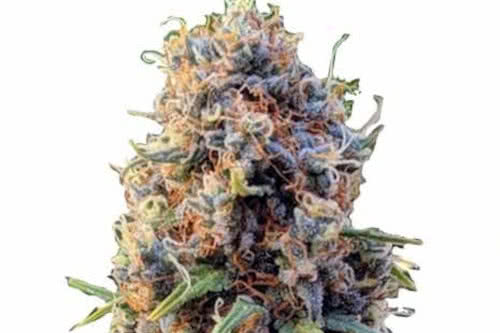 runtz weed plant by ilgm