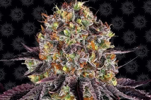 runtz x layer cake strain by barneys farm