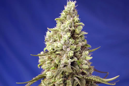 runtz xl auto strain plant by sweet seeds