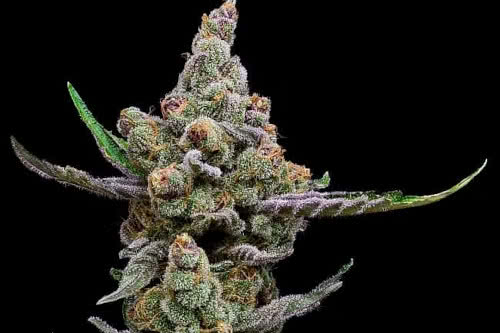 sail haten fem strain by green bodhi