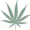 sativa icon