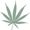 sativa cannabis icon