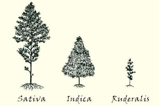 sativa indica ruderalis illustration diagram