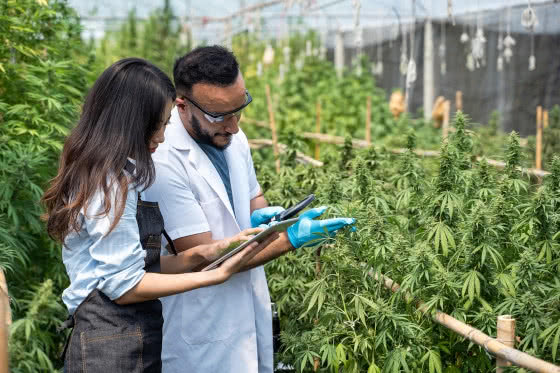 scientists examining cannabis plants in greenhouse