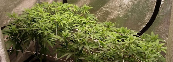 screen of green cannabis plants under led light