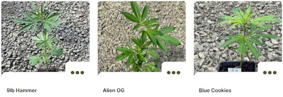 seedsman clones, various strains shown