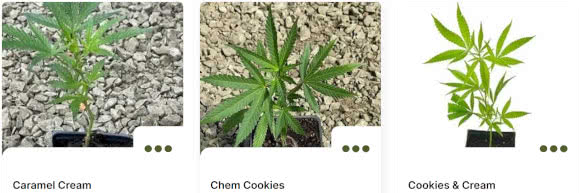 seedsman clones, various strains shown