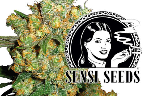 sensi seeds logo and cannabis plant