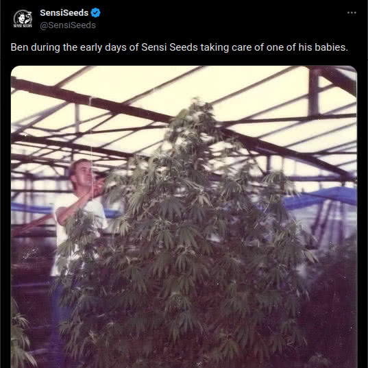 sensi seeds on twitter, founder ben tending cannabis plant