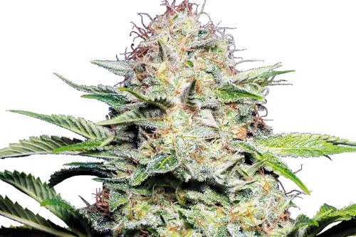 sensi skunk auto strain by sensi seeds