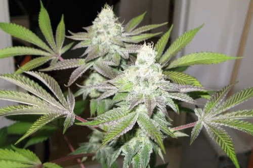 seventy eight strain by the cali connection