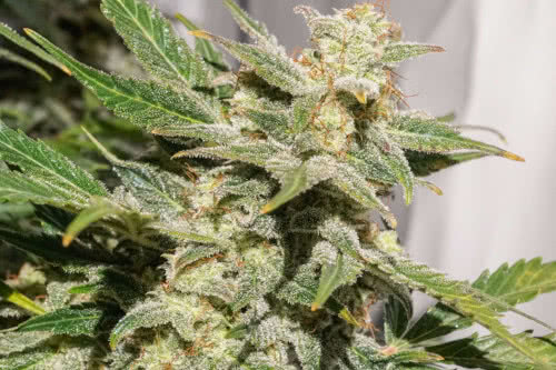 sfv og auto strain by dutch passion