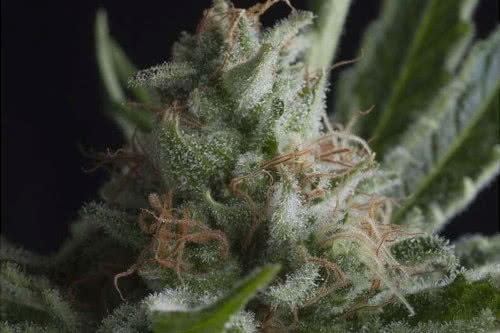 shark strain by pyramid seeds