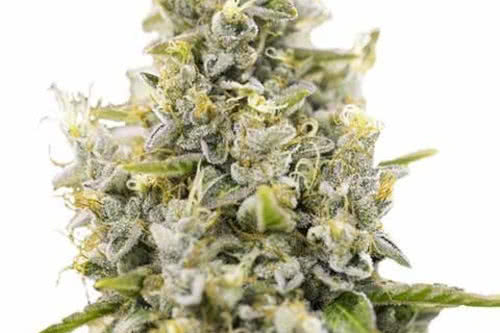 sherbet weed plant by ilgm