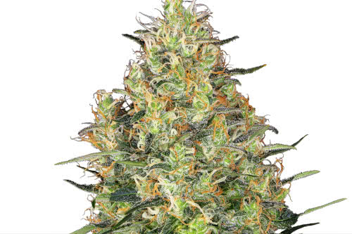 shiva skunk strain by sensi seeds