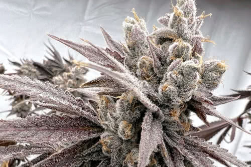 shot caller strain plant by solfire gardens