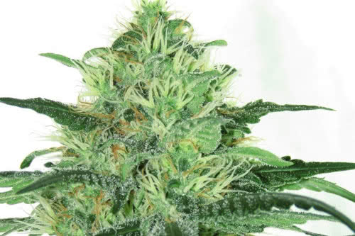 sideral strain by ripper seeds