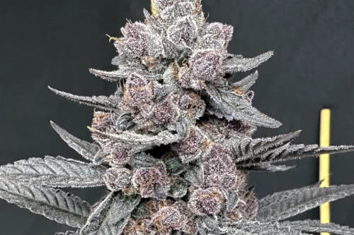 sinferno high thc plant by solfire gardens