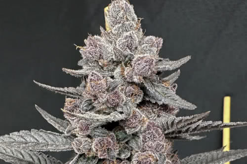 sinferno strain plant by solfire gardens