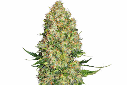 skunk 1 auto strain by sensi seeds