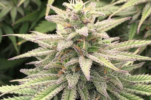 skunk haze cbd strain by dutch passion