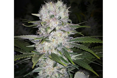 skunk hero rbx1 strain plant by ethos genetics