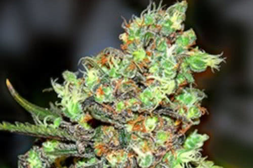 skunk number one strain by g13 labs