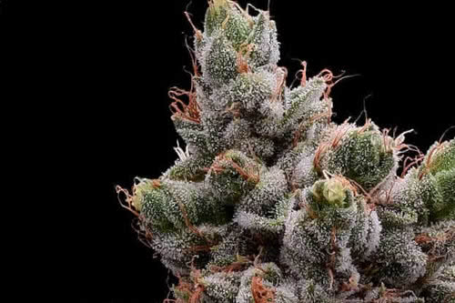 skywalker 78 reg strain by green bodhi