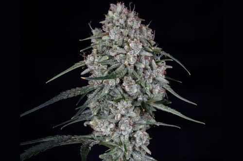 skywalker auto strain plant by mephisto genetics