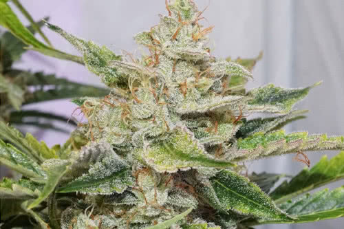 skywalker haze auto strain by dutch passion