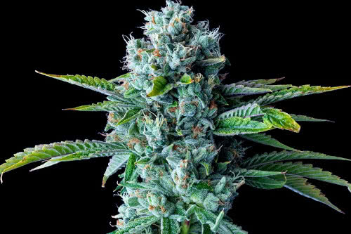 skywalker kush strain by dna genetics