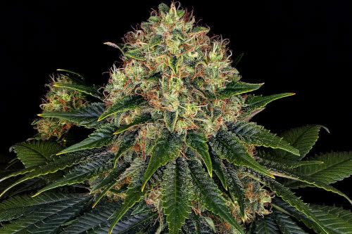 skywalker og auto medical strain by barneys farm