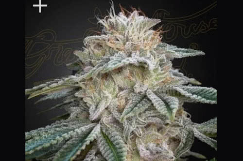 slh x gmo strain plant by green house seed co