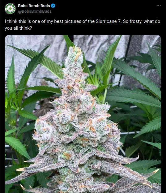slurricane 7 strain, mephisto genetics, tweet by bobs bomb buds