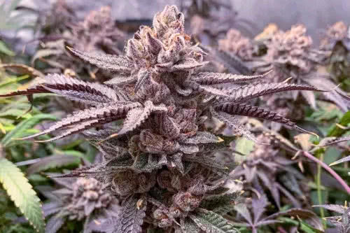 slush mint cake strain plant by dutch passion