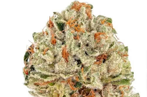socrates sour strain bud by trilogene seeds