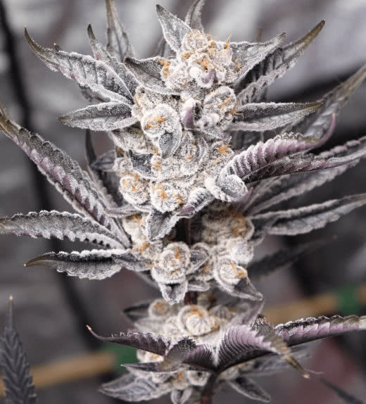 diamond daggers plant, solfire gardens, grown by reddit user