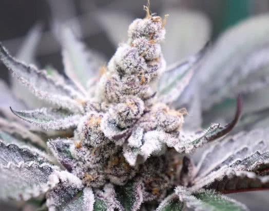 solfire gardens phenotype indoor cannabis plant, grown by reddit user