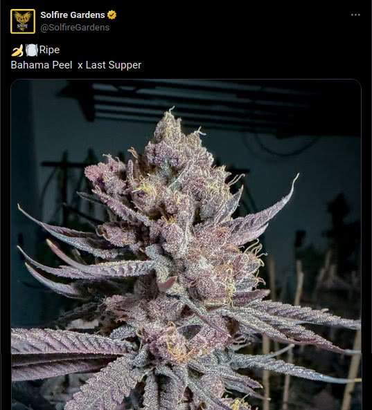 ripe purple cannabis plant flowering buds, tweet by solfire gardens