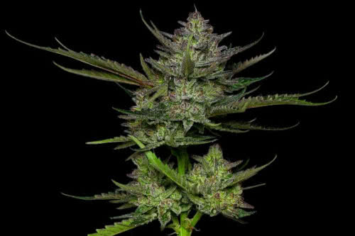 sour apple auto strain plant by humboldt seed company