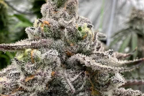 sour bremix triploid strain plant by trilogene seeds