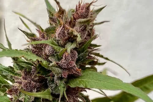 sour curry ad strain by terpyz mutant genetics