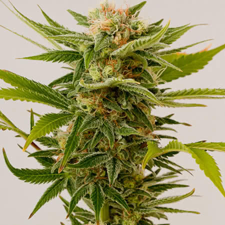 AUTO Sour Diesel Seeds