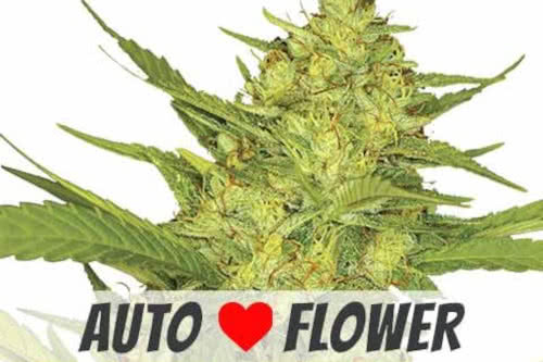 sour diesel auto strain by ilgm